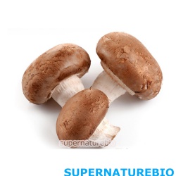 Shiitake Extract