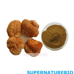Lions Mane Extract